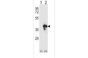 Western blot analysis of APEX1 using rabbit polyclonal APEX1 Antibody using 293 cell lysates (2 ug/lane) either nontransfected (Lane 1) or transiently transfected (Lane 2) with the APEX1 gene. (APEX1 anticorps  (N-Term))