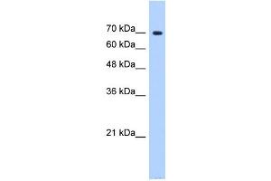 SF4 antibody used at 0. (Splicing Factor 4 anticorps  (N-Term))