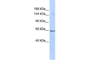 WB Suggested Anti-RERE Antibody Titration:  0. (RERE anticorps  (N-Term))