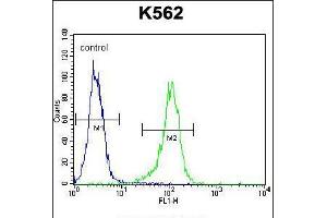 Flow cytometric analysis of K562 cells (right histogram) compared to a negative control cell (left histogram). (LIPC anticorps  (AA 310-338))