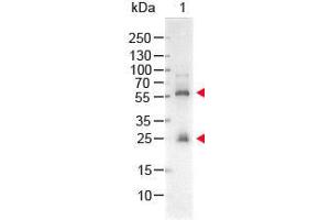 Western Blotting (WB) image for Streptavidin protein (Alkaline Phosphatase (AP)) (ABIN964538)