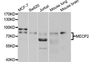 Western blot analysis of extracts of various cell lines, using MECP2 antibody. (MECP2 anticorps)
