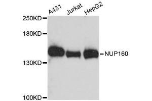 Western blot analysis of extracts of various cell lines, using NUP160 antibody. (NUP160 anticorps  (AA 40-150))
