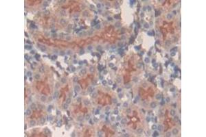 IHC-P analysis of Mouse Tissue, with DAB staining. (SLC3A2 anticorps  (AA 285-522))