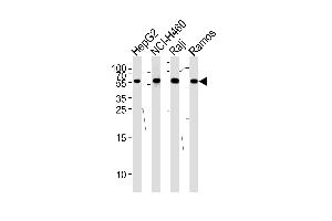 Western blot analysis of lysates from HepG2,NCI-,Raji,Ramos cell line (from left to right),using P3 Antibody (N-term) .