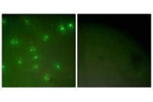 Immunofluorescence analysis of COS7 cells, using Cyclin A antibody. (Cyclin A1 anticorps)