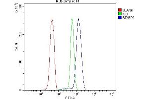 anti-Syntaxin Binding Protein 2 (STXBP2) (AA 184-215), (N-Term) antibody