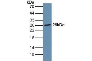 Figure. (NOG anticorps  (AA 28-232))