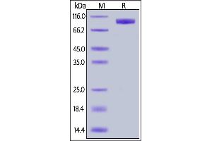 Biotinylated Human IL-23 R, Fc,Avitag on  under reducing (R) condition.