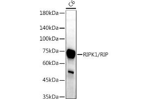 Western blot analysis of extracts of C6 cells, using RIPK1/RIP antibody (ABIN6132596, ABIN6146959, ABIN6146960 and ABIN6223282) at 1:1000 dilution.