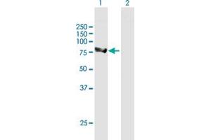 Western Blot analysis of ALDH16A1 expression in transfected 293T cell line by ALDH16A1 MaxPab polyclonal antibody.