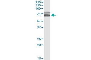 HPX monoclonal antibody (M01), clone 3A9-1A9.