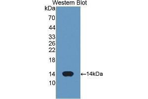 Western Blotting (WB) image for anti-Cytochrome C, Somatic (CYCS) (AA 5-100) antibody (ABIN3208298) (Cytochrome C anticorps  (AA 5-100))