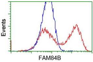 HEK293T cells transfected with either RC207996 overexpress plasmid (Red) or empty vector control plasmid (Blue) were immunostained by anti-FAM84B antibody (ABIN2453028), and then analyzed by flow cytometry. (FAM84B anticorps)