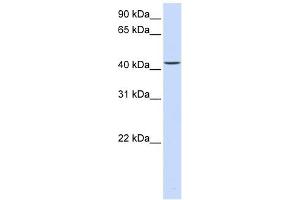 PARVB antibody used at 1 ug/ml to detect target protein. (Parvin, beta anticorps  (C-Term))