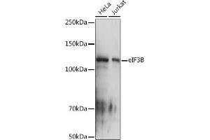 Western blot analysis of extracts of various cell lines, using eIF3B Rabbit mAb (ABIN7267042) at 1:1000 dilution. (EIF3B anticorps)