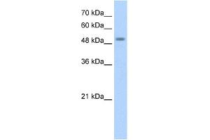 WB Suggested Anti-STK11 Antibody Titration:  1. (LKB1 anticorps  (N-Term))
