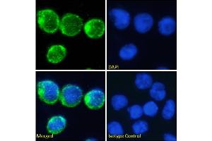 Immunofluorescence staining of fixed Molt4 cells with anti-CD2 antibody YTH 655.