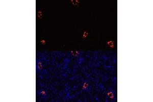 Immunofluorescence analysis of mouse kidney cells using  antibody (ABIN7265652) at dilution of 1:100.