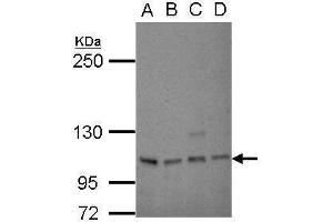 WB Image Sample (30 ug of whole cell lysate) A: 293T B: A431 C: HeLa D: HepG2 5% SDS PAGE antibody diluted at 1:1000 (SP1 anticorps)