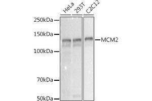 Western blot analysis of extracts of various cell lines, using MCM2 antibody (ABIN7268538) at 1:1000 dilution. (MCM2 anticorps)