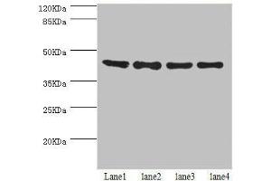 Western blot All lanes: HERPUD1 antibody at 2. (HERPUD1 anticorps  (AA 1-240))