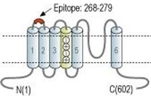 Representative domain view of the target of ABIN7043529.
