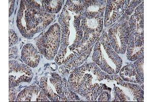 Image no. 1 for anti-Mitochondrial Ribosomal Protein S34 (MRPS34) antibody (ABIN1499566) (MRPS34 anticorps)