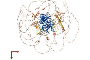 AlphaFold protein structure predicition of Human Recombinant AMBRA1 Protein, UniprotID Q9C0C7