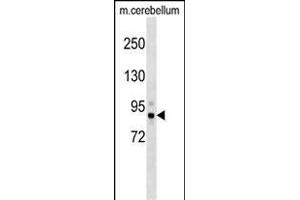 Mouse Tbk1 Antibody (N-term) (ABIN1539557 and ABIN2848949) western blot analysis in mouse cerebellum tissue lysates (35 μg/lane). (TBK1 anticorps  (N-Term))