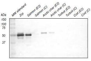 Western Blotting (WB) image for anti-Zona Radiata Protein antibody (ABIN108740) (Zona Radiata Protein anticorps)