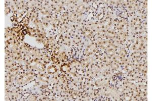 ABIN6276386 at 1/100 staining Mouse kidney tissue by IHC-P. (S100B anticorps  (C-Term))