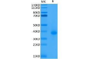Biotinylated Human CD40 on Tris-Bis PAGE under reduced condition.
