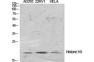 Western Blot (WB) analysis of specific cells using Histone H3 Polyclonal Antibody. (Histone 3 anticorps  (Lys471))