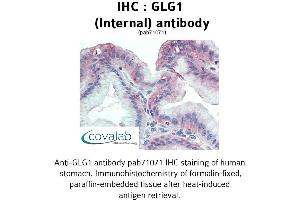 Image no. 2 for anti-Golgi Glycoprotein 1 (GLG1) (Internal Region) antibody (ABIN1734715) (GLG1 anticorps  (Internal Region))