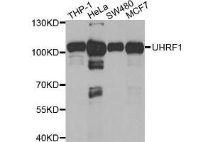 Western blot analysis of extracts of various cell lines, using UHRF1 antibody (ABIN5971303) at 1/1000 dilution. (UHRF1 anticorps)