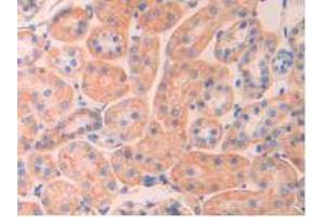 IHC-P analysis of Rat Kidney Tissue, with DAB staining. (SPTAN1 anticorps  (AA 2071-2269))