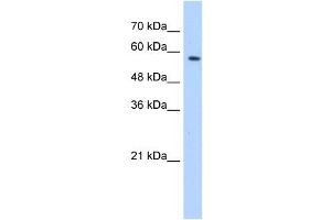 SF3A3 antibody used at 0. (SF3A3 anticorps  (Middle Region))