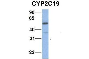 Host:  Rabbit  Target Name:  NOP56  Sample Type:  Human Fetal Muscle  Antibody Dilution:  1. (CYP2C19 anticorps  (Middle Region))