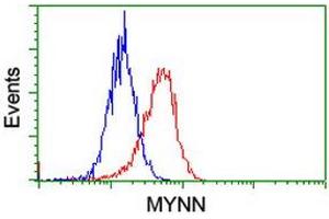 Image no. 3 for anti-Myoneurin (MYNN) (AA 10-300) antibody (ABIN1490791) (Myoneurin anticorps  (AA 10-300))