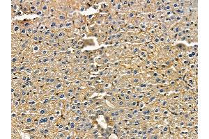 WBSCR22 Antibody at 1/100 staining mouse skin tissue by IHC-P. (WBSCR22 anticorps)