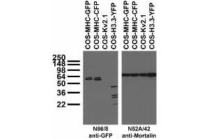 Transfected cell immunoblot: extracts of COS cells transfected with GFP-tagged MHC, CFP-tagged MHC, YFP-tagged Histone H3.