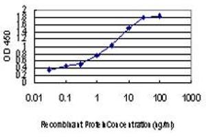 Detection limit for recombinant GST tagged PLD2 is approximately 0. (Phospholipase D2 anticorps  (AA 834-933))