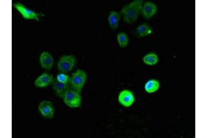 Immunofluorescent analysis of A431 cells using ABIN7163621 at dilution of 1:100 and Alexa Fluor 488-congugated AffiniPure Goat Anti-Rabbit IgG(H+L) (PTAFR anticorps  (AA 297-342))