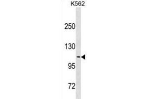 CLSTN2 Antibody (Center) (ABIN1881212 and ABIN2838758) western blot analysis in K562 cell line lysates (35 μg/lane). (Calsyntenin 2 anticorps  (AA 743-770))