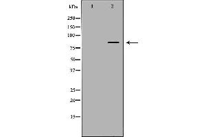 Western blot analysis of extracts of recombinantprotein, using FAM160B2 antibody. (FAM160B2 anticorps  (Internal Region))