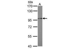 Image no. 1 for anti-Ring Finger Protein 31 (RNF31) (AA 68-405) antibody (ABIN1500722) (RNF31 anticorps  (AA 68-405))