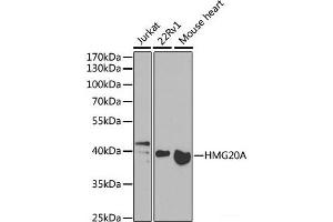 Western blot analysis of extracts of various cell lines using HMG20A Polyclonal Antibody at dilution of 1:1000. (HMG20A anticorps)