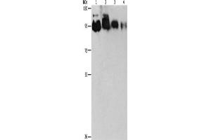 Western Blotting (WB) image for anti-Epidermal Growth Factor Receptor Pathway Substrate 15-Like 1 (EPS15L1) antibody (ABIN2422748) (EPS15L1 anticorps)