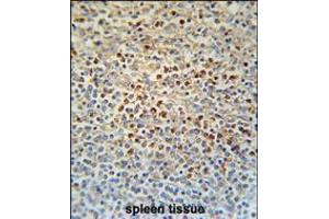 SLC4A7 Antibody immunohistochemistry analysis in formalin fixed and paraffin embedded human spleen tissue followed by peroxidase conjugation of the secondary antibody and DAB staining. (SLC4A7 anticorps  (C-Term))